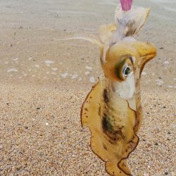 午後からエギング